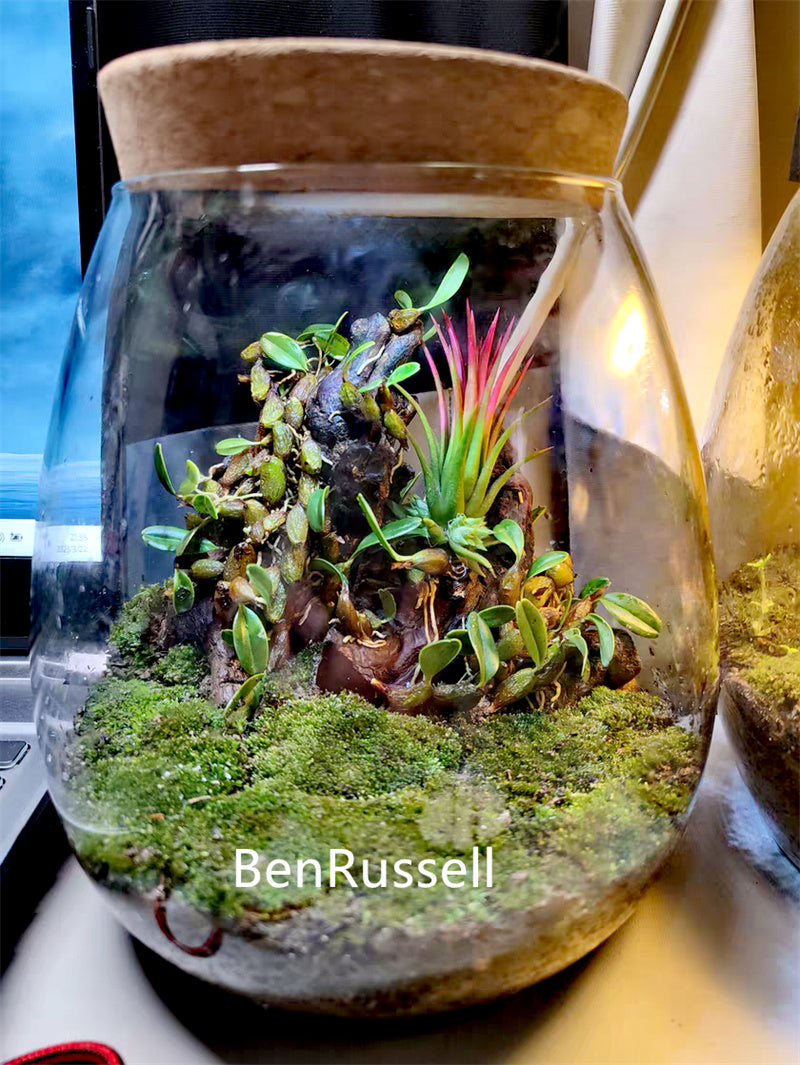 Micro Landscape Ecological Glass Bottle with Cork Lid Hydroponic Bryophyte Moss Plant Landscaping Glass Container Home Decor