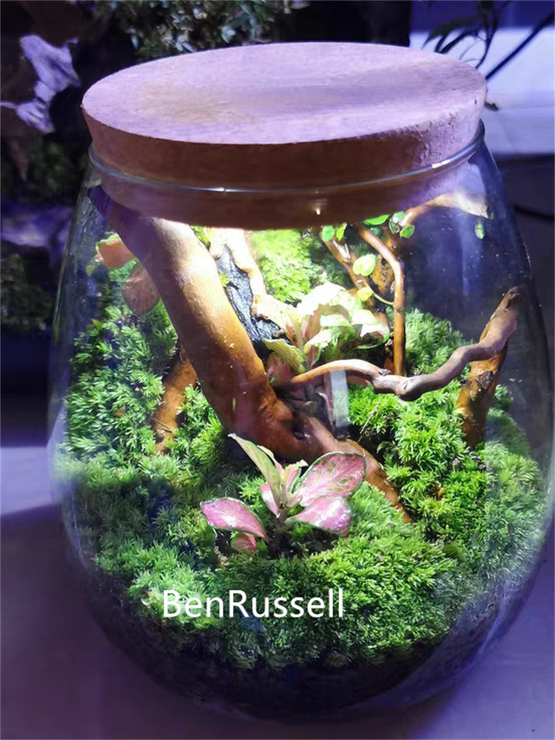 Micro Landscape Ecological Glass Bottle with Cork Lid Hydroponic Bryophyte Moss Plant Landscaping Glass Container Home Decor