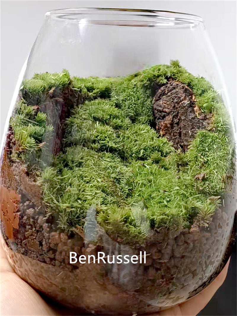 Micro Landscape Ecological Glass Bottle with Cork Lid Hydroponic Bryophyte Moss Plant Landscaping Glass Container Home Decor